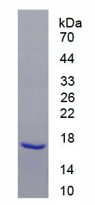 Figure 1. SDS-PAGE