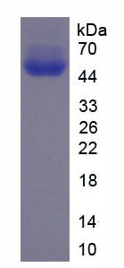 Figure 1. SDS-PAGE