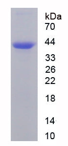 Figure 1. SDS-PAGE