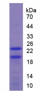 Figure 1. SDS-PAGE