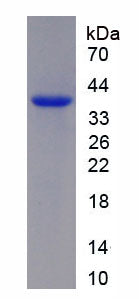 Figure 1. SDS-PAGE