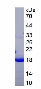 Figure 1. SDS-PAGE