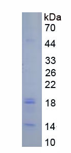 Figure 1. SDS-PAGE