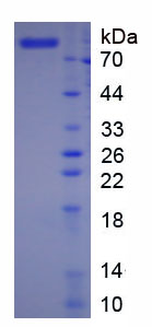 Figure 1. SDS-PAGE