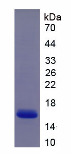 Figure 1. SDS-PAGE