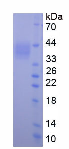 Figure 1. SDS-PAGE