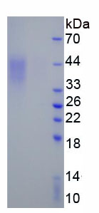 Figure 1. SDS-PAGE