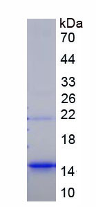 Figure 1. SDS-PAGE