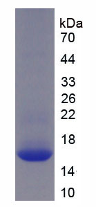 Figure 1. SDS-PAGE