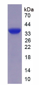 Figure 1. SDS-PAGE