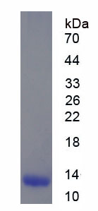 Figure 1. SDS-PAGE