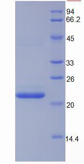 Figure 1. SDS-PAGE