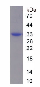Figure 1. SDS-PAGE