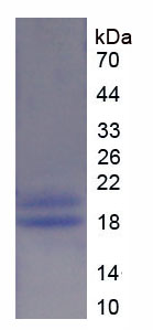 Figure 1. SDS-PAGE