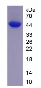Figure 1. SDS-PAGE