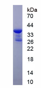 Figure 1. SDS-PAGE