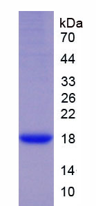 Figure 1. SDS-PAGE