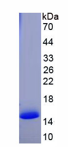 Figure 1. SDS-PAGE