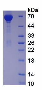 Figure 1. SDS-PAGE