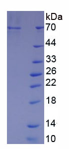 Figure 1. SDS-PAGE