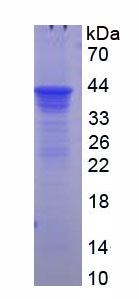 Figure 1. SDS-PAGE