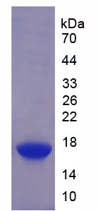 Figure 1. SDS-PAGE
