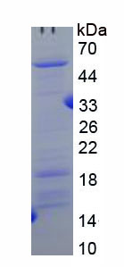 Figure 1. SDS-PAGE