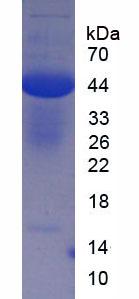 Figure 1. SDS-PAGE