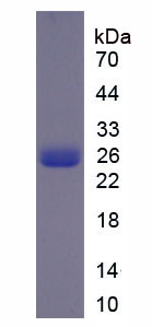 Figure 1. SDS-PAGE