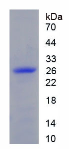 Figure 1. SDS-PAGE