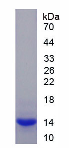 Figure 1. SDS-PAGE