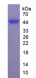 Figure 1. SDS-PAGE