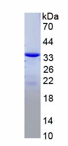Figure 1. SDS-PAGE
