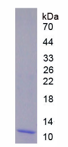 Figure 1. SDS-PAGE