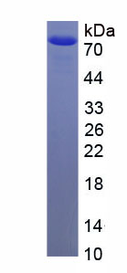 Figure 1. SDS-PAGE