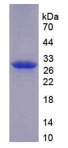 Figure 1. SDS-PAGE