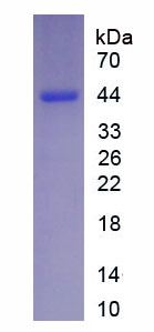 Figure 1. SDS-PAGE