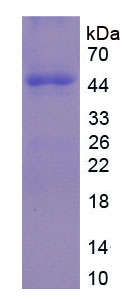 Figure 1. SDS-PAGE