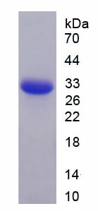 Figure 1. SDS-PAGE
