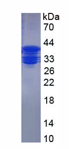 Figure 1. SDS-PAGE