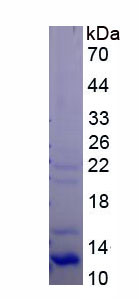 Figure 1. SDS-PAGE