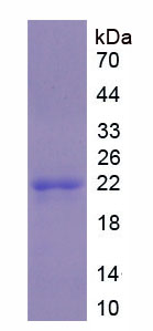 Figure 1. SDS-PAGE