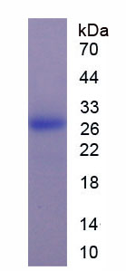 Figure 1. SDS-PAGE