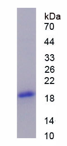 Figure 1. SDS-PAGE