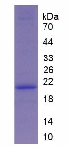 Figure 1. SDS-PAGE