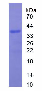 Figure 1. SDS-PAGE