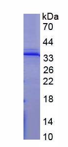 Figure 1. SDS-PAGE