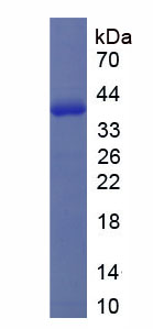 Figure 1. SDS-PAGE