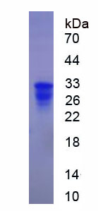Figure 1. SDS-PAGE