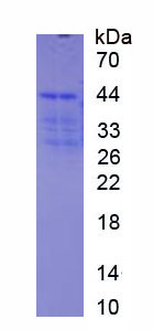 Figure 1. SDS-PAGE